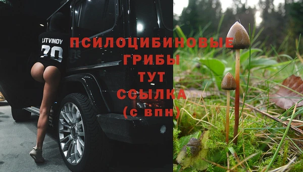 прущие грибы Новодвинск