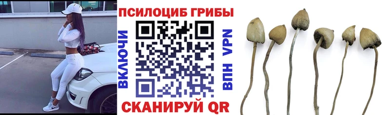 наркота  Пучеж  Псилоцибиновые грибы прущие грибы 